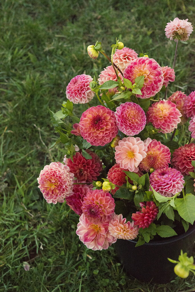 Growing Dahlias | Kelly Orzel