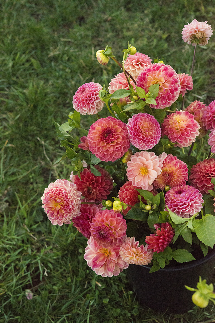 Growing Dinner Plate Dahlias in Maine Gardens