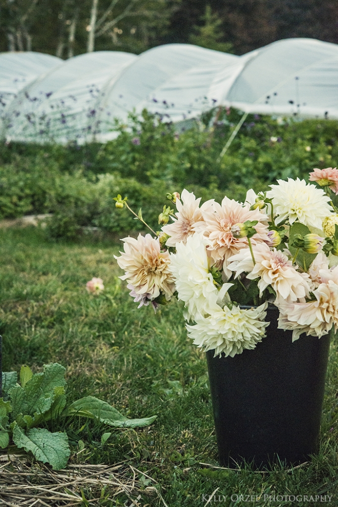 Harvesting Dahlias | Kelly Orzel