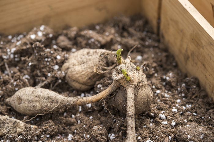 Dahlias Tubers | Kelly Orzel