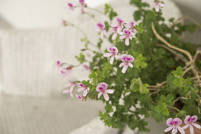 Strawberry Scented Geranium | Kelly Orzel