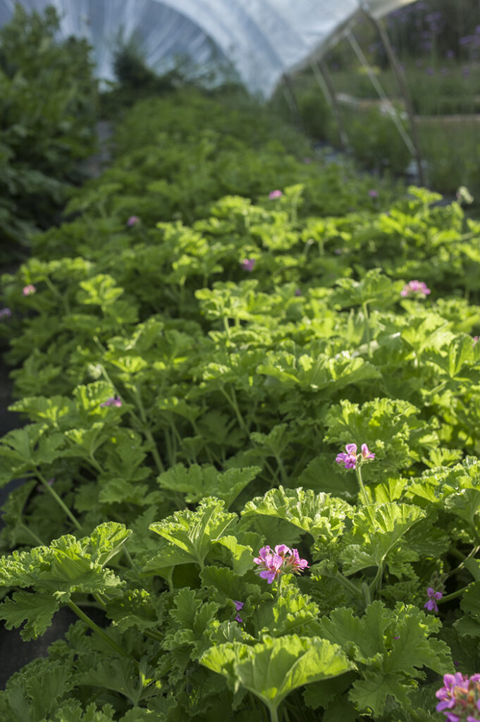 Growing Scented Geraniums | Kelly Orzel