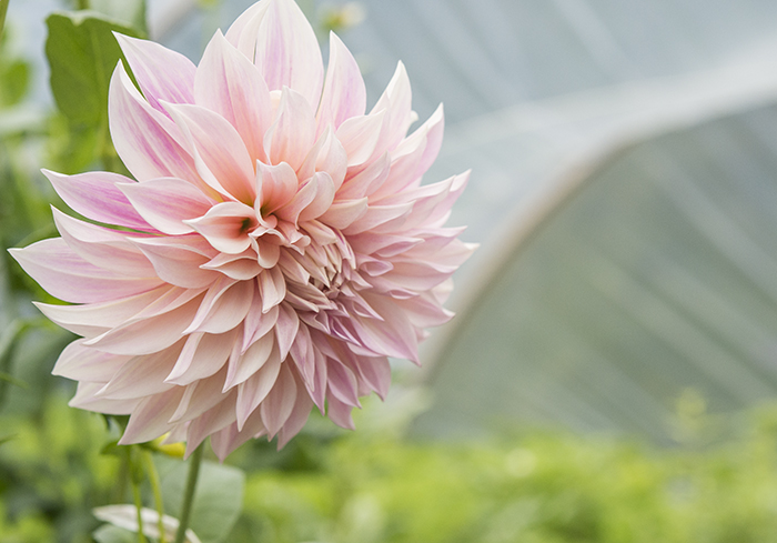 Growing Dahlias | Kelly Orzel