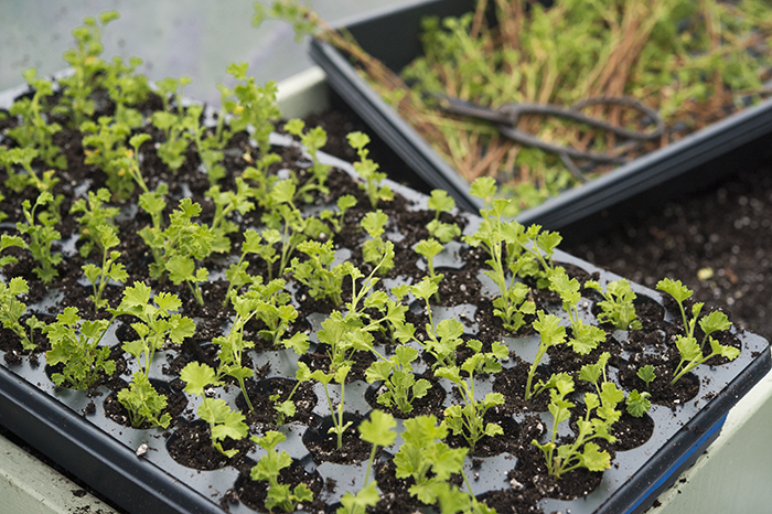 Sticking pelargonium cuttings | Kelly Orzel