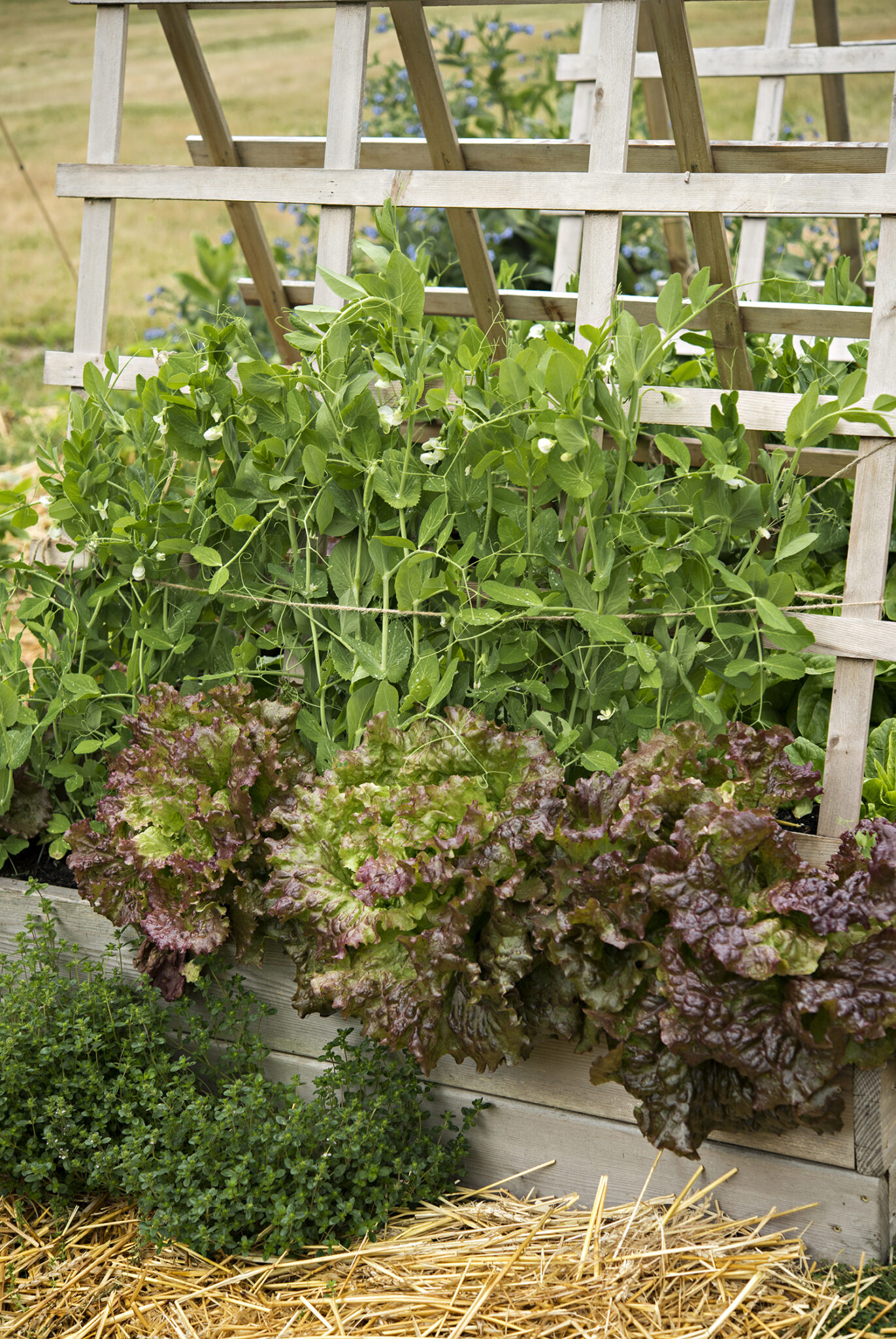 Vegetable Garden Top 10 Must Haves for the kitchen