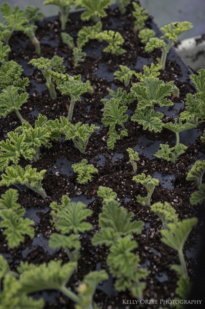 Scented Geranium Cuttings | Kelly Orzel | Kelly Orzel