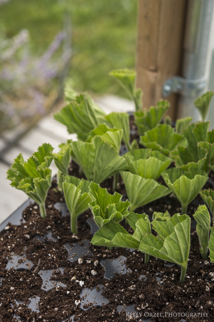 Scented Geranium Cuttings | Kelly Orzel