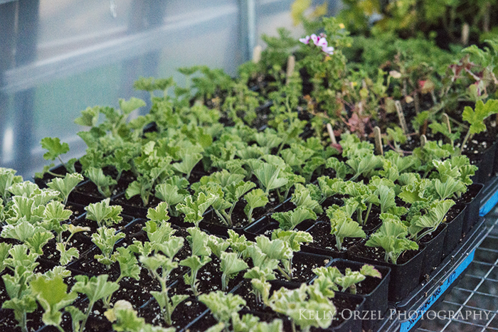 Scented Geranium Cuttings | Kelly Orzel 