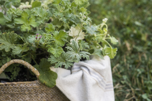 Pelargoniums, Scented Geraniums | Kelly Orzel