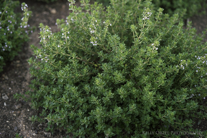 How to Dry Thyme from the Garden | Kelly Orzel