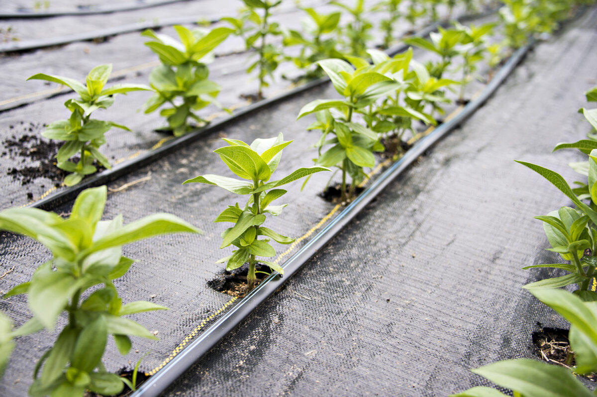 Pinching Plants, A Beginner�s Guide to more stems and flowers