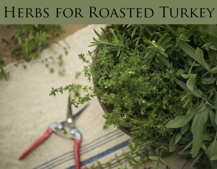 Thankful, Herbs for Thanksgiving Turkey | Kelly Orzel