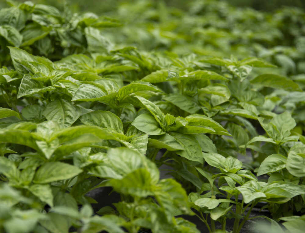 Pinching Plants, A Beginner's Guide to more stems and flowers