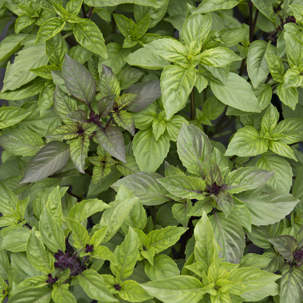 Growing Basil Tips 5 Tips How to Grow Basil Like a Boss