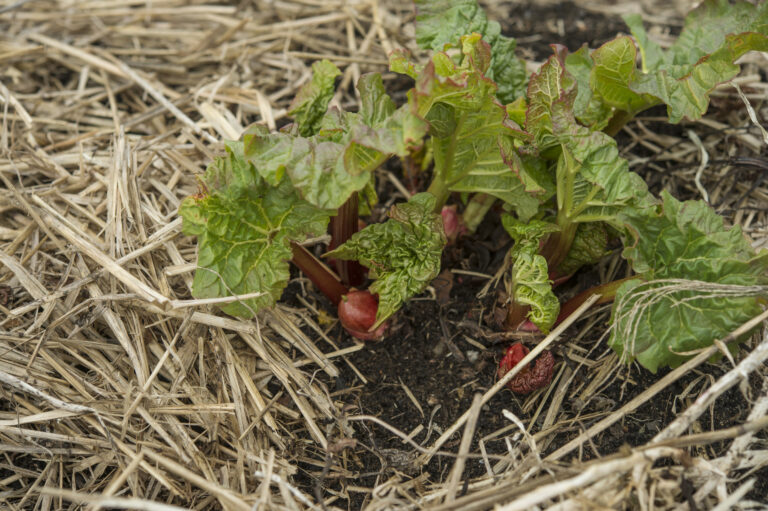 Why Mulch is Important in the Garden, and which is my favorite mulch